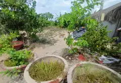 BÁN 2 CÔNG ĐẤT VƯỜN FULL THỔ ,TRƯƠNG VĂN ĐA ĐƯỜNG ĐÁ XANH XE HƠI TỚI ĐẤT... Bán đất tại Bình Lợi, Hồ Chí Minh 10