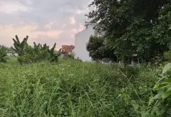 Biệt Thự Đất Lớn Riêng Tư Tại Phường An Phú Đông, TP HCM... Bán nhà riêng tại An Phú Đông, Hồ Chí Minh 05
