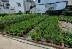 Cơ hội sở hữu đất thổ cư hiếm có tại xã Phụng Công, Văn Giang với giá tốt... Bán owner_side tại Tân Hưng, Hưng Yên 01