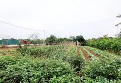 Cơ hội vàng sở hữu lô đất góc mặt trục chính tại Duyên Hà Thanh Trì... Bán owner_side tại Thanh Trì, Hà Nội 11