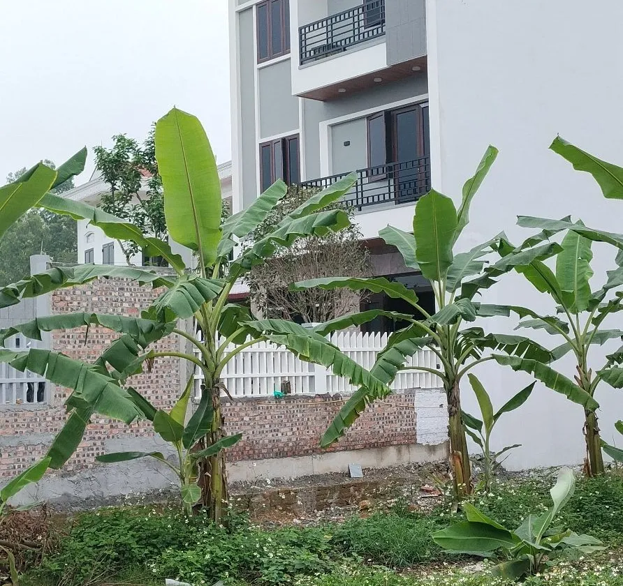 Đất Thôn Đan Tảo Tân Minh 2 Tầng Thoáng - Đầu Tư Sinh Lời... Bán đất tại Sóc Sơn, Hà Nội 01