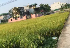 Lô đất vuông vắn, mặt tiền rộng tại khu dân trí cao Nguyễn Văn Huy... Bán đất tại Tam Sơn, Bắc Ninh 01