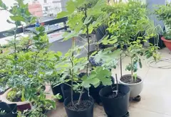 Biệt thự đẳng cấp trung tâm Tân Phú với thiết kế hiện đại và không gian riêng tư tuyệt đối... Bán owner_side tại Phú Thạnh, Hồ Chí Minh 05