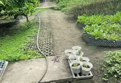 Bán nhà vườn nghỉ dưỡng diện tích lớn tại xã Bình Lợi, Bình Chánh... Bán nhà mặt phố tại Bình Lợi, Hồ Chí Minh 06