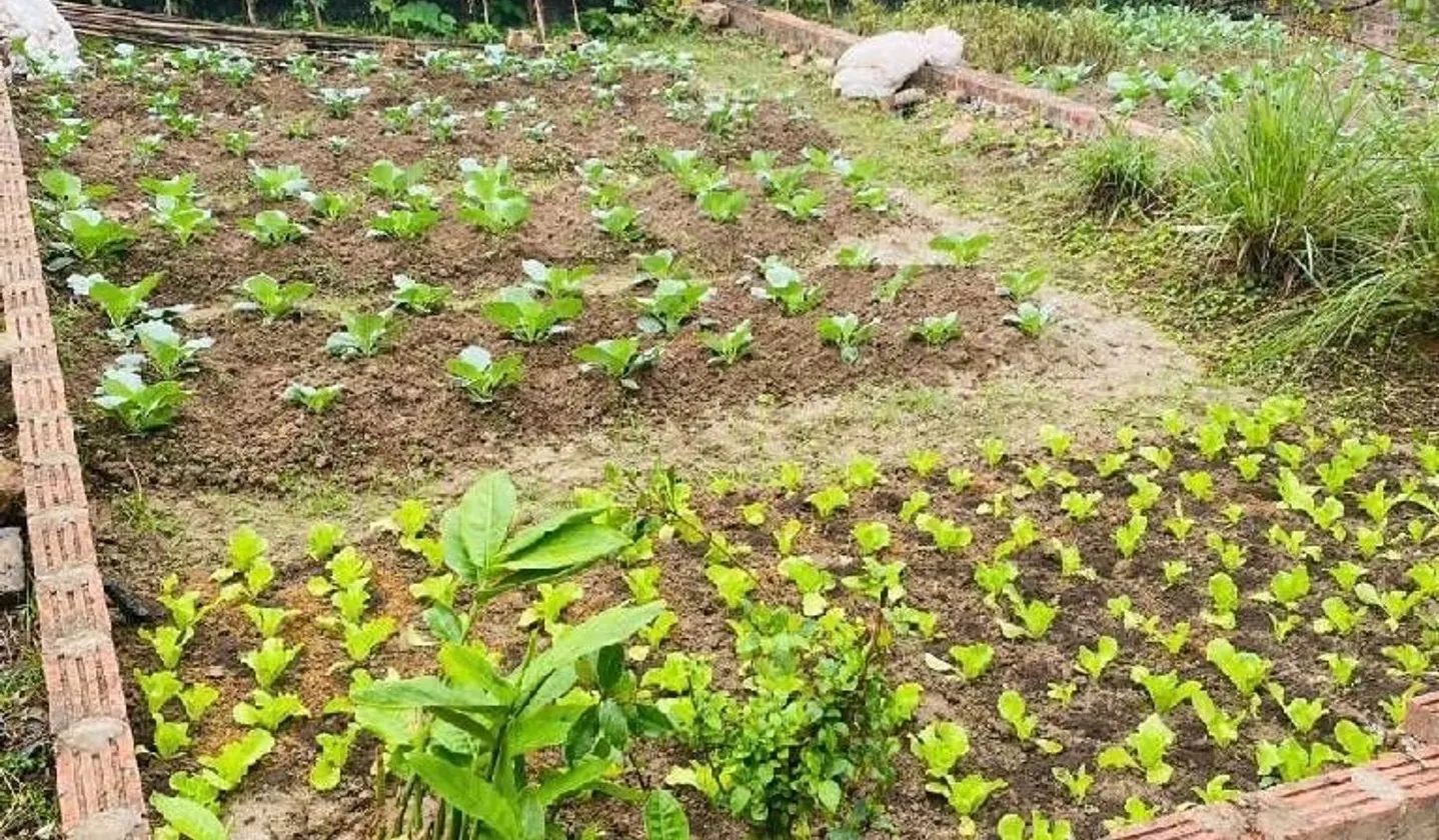 Cơ hội hiếm có sở hữu đất sạch Đình Trung với giá cực hấp dẫn... Bán đất tại Thư Lâm, Hà Nội 01