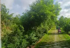 Bán đất rộng 5046m2 hướng Nam, mặt tiền 24m tại xã Vườn Thơm... Bán đất tại Bình Lợi, Hồ Chí Minh 01