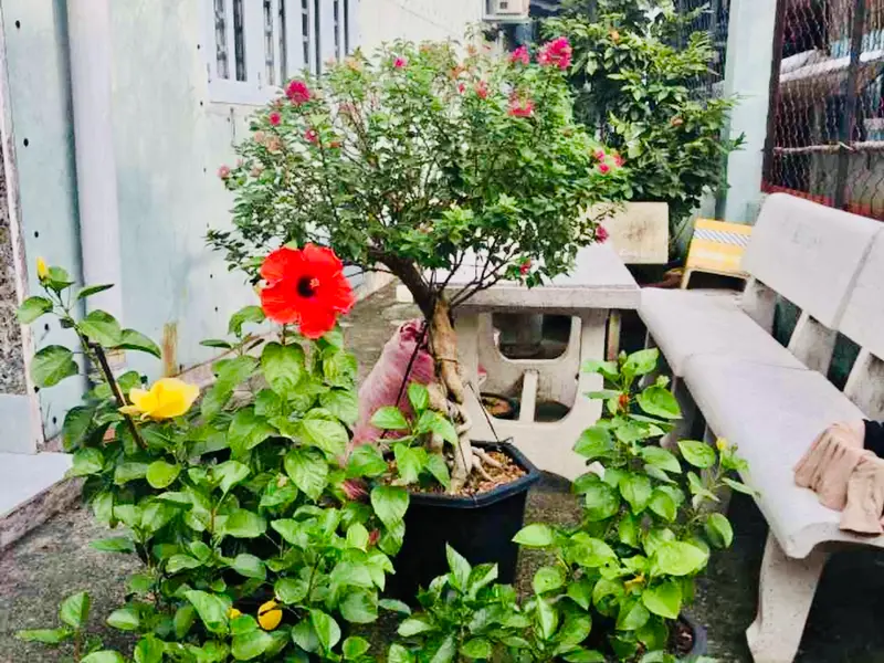 🌺 NHÀ CẤP 4 - HẺM XE HƠI ĐƯỜNG SỐ 2 - PHƯỜNG TĂNG NHƠN PHÚ B- 79M2 - GIÁ 4,xT🧄🌺.... Bán nhà riêng tại Tăng Nhơn Phú, Hồ Chí Minh 01