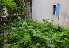 Đất Hiếm Phường Thuận Thành, Bắc Ninh – Ô Tô Vào Tận Nơi, Giá Tốt... Bán đất tại Thuận Thành, Bắc Ninh 02