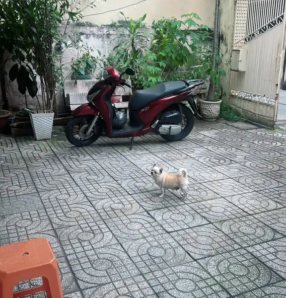 Biệt Thự Song Lập Kiểu Mẫu Tại Tân Bình Với Không Gian Sống Đẳng Cấp... Bán owner_side tại Tân Sơn Nhất, Hồ Chí Minh 01