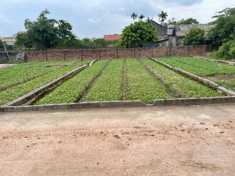 Bán đất Đông Tảo - Hoàn Long - Hưng Yên , đường thông ,2 oto tránh nhau... Bán đất tại Hoàn Long, Hưng Yên 01