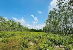Siêu phẩm đất mặt tiền phường Thái Mỹ, Củ Chi... Bán đất tại Thái Mỹ, Hồ Chí Minh 01