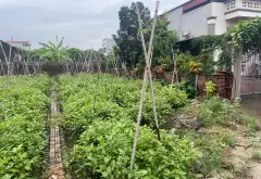 THỬA 671 THÔN ĐÔNG TẢO NAM, HOÀN LONG, KHOÁI CHÂU - OTO... Bán đất tại Hoàn Long, Hưng Yên 11