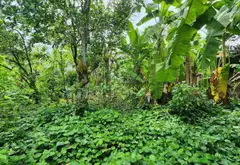 Bán nhà mặt tiền Nguyễn Văn Bứa, xã Bà Điểm, Hóc Môn, mặt tiền rộng hơn 20m, diện tích 832m2... Bán nhà mặt phố tại Bà Điểm, Hồ Chí Minh 03