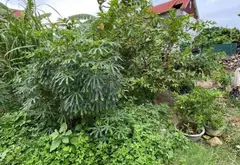 Cơ hội sở hữu đất Tân Dân Sóc Sơn giá tốt, ô tô vào tận nơi... Bán đất tại Sóc Sơn, Hà Nội 01