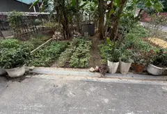 Đất vuông vắn hướng Đông Nam, đường ô tô rộng tại xã Thư Lâm, Hà Nội... Bán đất tại Thư Lâm, Hà Nội 01