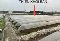 Bán đất vuông vắn rộng 416m2, mặt tiền 13m tại xã Phúc Thịnh... Bán đất tại Phúc Thịnh, Hà Nội 01