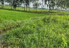 Đất rộng Củ Chi giá tốt cho nhà đầu tư... Bán đất tại Tân An Hội, Hồ Chí Minh 01