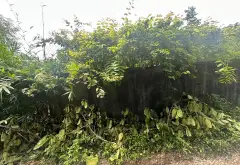 Lô đất 178m² hướng Đông Nam tại Nam Sơn, An Dương, vị trí phát triển chiến lược... Bán đất tại An Dương, Hải Phòng 04