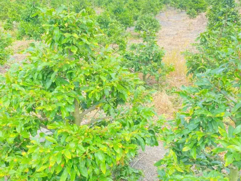 Bán đất mặt tiền kênh tại Bình Chánh, diện tích 1220m2... Bán đất tại Bình Lợi, Hồ Chí Minh 01