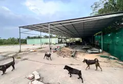 🔥 ĐẤT MẶT TIỀN TRẦN THỊ HƠN – HÓC MÔN | NGANG GẦN 60M | GIÁ MỀM HƠN GIÁ HẺM... Bán đất tại Đông Thạnh, Hồ Chí Minh 05