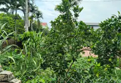 Bán lô đất ở 200m full thổ cư, tại Xuân Lễ - Tân Dân - Sóc Sơn / Xuân Sơn - Kim Anh - Hà Nội... Bán đất tại Kim Anh, Hà Nội 05