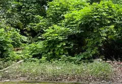 Cơ hội sở hữu đất vàng Thôn Hoàng Xá với giá cực tốt... Bán đất tại Nam Phù, Hà Nội 01