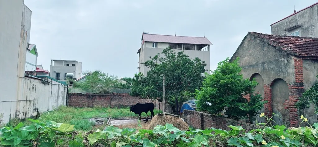 Đất siêu đẹp Quảng Hội- Sóc Sơn, giá hợp lý chốt ngay... Bán đất tại Sóc Sơn, Hà Nội 01