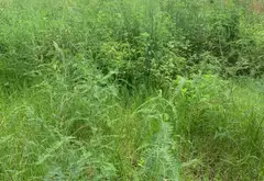 Đất nền vuông vức tại Thôn 5 Thủy Sơn, trung tâm phát triển Thủy Nguyên... Bán đất tại Thủy Nguyên, Hải Phòng 04