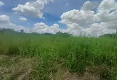 LÔ GÓC 3 MẶT TIỀN ĐINH ĐỨC THIỆN, CÁCH VIN 500M, DIỆN TÍCH 10.081M2... Bán đất tại Bình Chánh, Hồ Chí Minh 07
