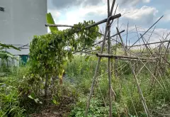 🔥 KĐT TÂN VIỆT TIẾN – ĐẠI ĐỒNG VIEW HỒ – ĐƯỜNG 19,5M 🔥... Bán đất tại Đại Đồng, Bắc Ninh 14