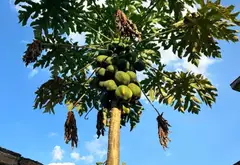 Đất Tam Sơn, tiềm năng đầu tư hấp dẫn ngay trung tâm phường... Bán đất tại Tam Sơn, Bắc Ninh 06