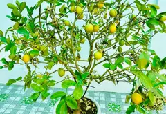 Nhà riêng 3 tầng kiêu sa tại trung tâm Kiêu Kỵ, không gian sống đẳng cấp... Bán nhà riêng tại Gia Lâm, Hà Nội 03