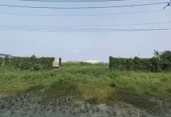 Bán đất xã Vĩnh Lộc, Hồ Chí Minh diện tích lớn, pháp lý rõ ràng... Bán đất tại Vĩnh Lộc, Hồ Chí Minh 03