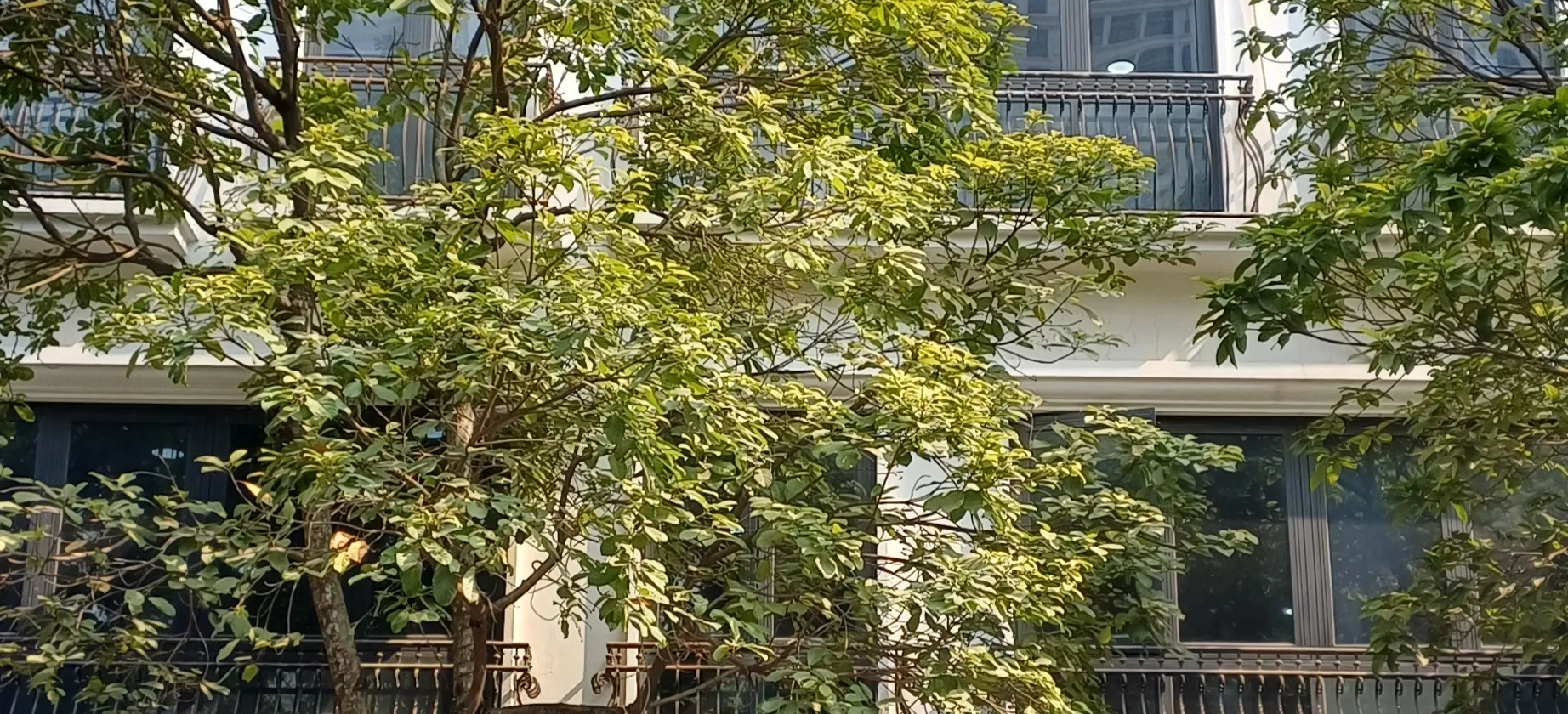 Bán tòa văn phòng lô góc Đình Thôn – 317m² – Dòng tiền 220 triệu/tháng – Giá thương lượng... Bán biệt thự, liền kề tại Cầu Giấy, Hà Nội 01