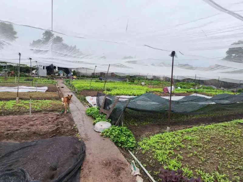 Bán nhanh lô đất rộng lớn tại Hóc Môn, vị trí vàng chỉ cách chợ 300m... Bán đất tại Đông Thạnh, Hồ Chí Minh 01