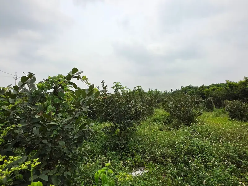 BÁN 1032M ĐẤT GIÁ HƠN 1 TỶ TẠI THUẬN AN GIA LÂM HÀ NỘI... Bán đất tại Thuận An, Hà Nội 01