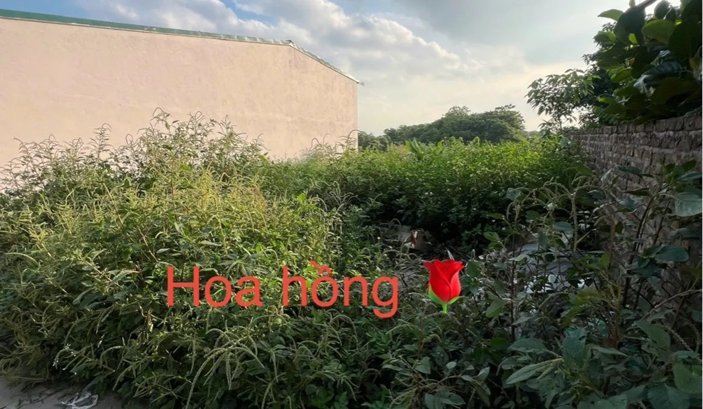 🔥 ĐẤT ĐẸP TRÁNG VIỆT – CHỦ CẦN BÁN GẤP... Bán đất tại Mê Linh, Hà Nội 01