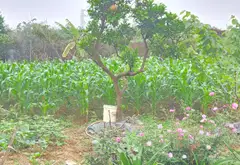 Nhà vườn rộng rãi cho cuộc sống trong lành tại Sóc Sơn... Bán nhà riêng tại Sóc Sơn, Hà Nội 05
