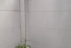 Nhà đẹp 3 phòng ngủ ngay hẻm xe hơi đường Nguyễn Thị Sáu, cơ hội không thể bỏ lỡ... Bán nhà riêng tại An Phú Đông, Hồ Chí Minh 06