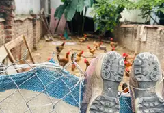 Bán nhà riêng 1 tầng hướng Đông Bắc tại Kính Nỗ, diện tích 69.5m², ô tô tránh... Bán nhà riêng tại Thư Lâm, Hà Nội 08