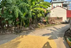 🔥 Lô góc 2 mặt thoáng – Tập Ninh, Chi Lăng, Bắc Ninh | 110m² – Chi Lăng Bắc Ninh - 1.95 tỷ... Bán đất tại Chi Lăng, Bắc Ninh 02