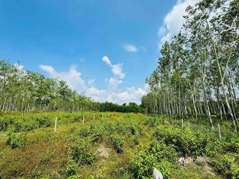 Siêu phẩm đất mặt tiền phường Thái Mỹ, Củ Chi... Bán đất tại Thái Mỹ, Hồ Chí Minh 01