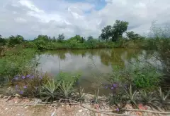 BÁN 2 CÔNG ĐẤT VƯỜN FULL THỔ ,TRƯƠNG VĂN ĐA ĐƯỜNG ĐÁ XANH XE HƠI TỚI ĐẤT... Bán đất tại Bình Lợi, Hồ Chí Minh 03