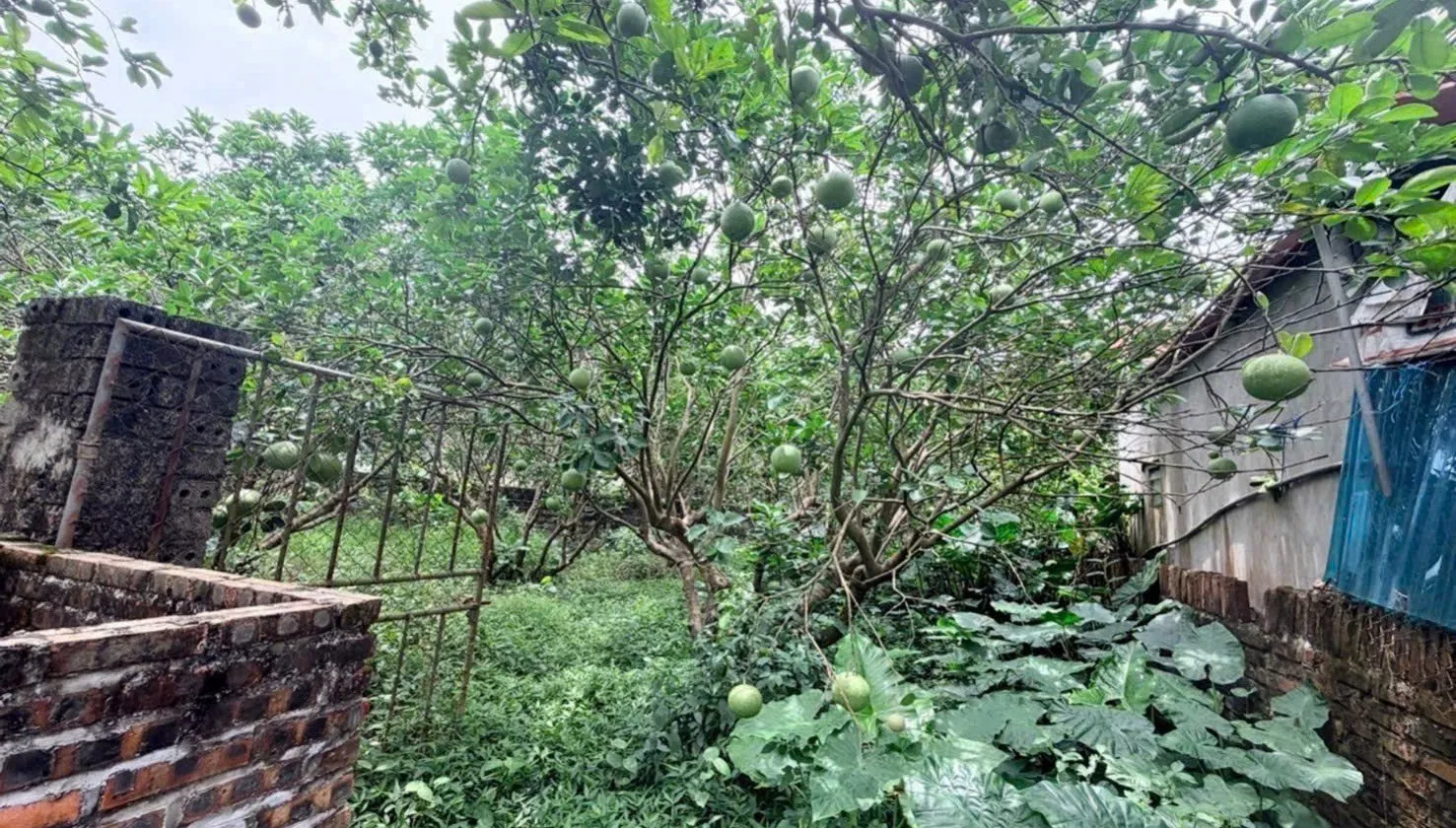 Cơ hội sở hữu đất 272m2 tại Hưng Yên giá tốt, vị trí đẹp, pháp lý rõ ràng, tiềm năng tăng giá... Bán đất tại Triệu Việt Vương, Hưng Yên 01