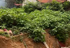 Đất Vàng Nam Sơn - Sổ Đỏ Chuẩn, Sinh Lời Hấp Dẫn... Bán đất tại Nam Sơn, Bắc Ninh 02