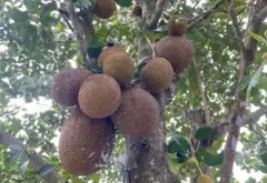 Bán Nhà Vườn Nghỉ Dưỡng Xã Bình Lợi, Bình Chánh, 1833m2, Giá Tốt... Bán nhà mặt phố tại Bình Lợi, Hồ Chí Minh 01