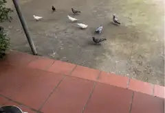 Bán nhà vườn nghỉ dưỡng diện tích lớn tại xã Bình Lợi, Bình Chánh... Bán nhà mặt phố tại Bình Lợi, Hồ Chí Minh 14