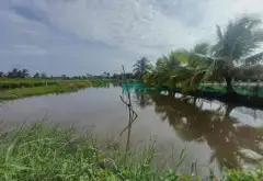 BÁN 1 CÔNG ĐẤT TRỒNG LÚA NƯỚC CÒN LẠI LUK - TRƯƠNG VĂN ĐA - ĐƯỜNG ĐÁ XANH XE BA GÁC TỚI ĐẤT... Bán đất tại Bình Lợi, Hồ Chí Minh 04
