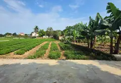 ĐẤT BẮC NINH GIÁ RẺ... Bán đất tại Hiệp Hòa, Bắc Ninh 01