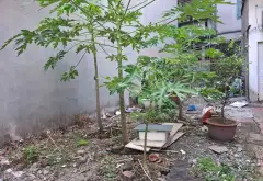 Đất vàng Bồ Đề Long Biên, lý tưởng cho nhà phố 7 tầng. Gần công viên trường học. Ô tô vào. 12.2 tỷ... Bán đất tại Bồ Đề, Hà Nội 04